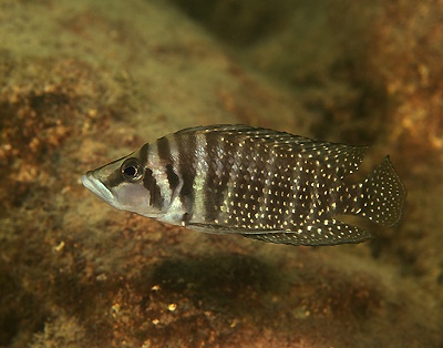 Altolamprologus calvus 'Cape Kachese'